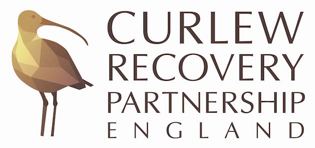 Curlew recovery