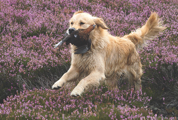 Can a show-bred dog really be a working dog too?