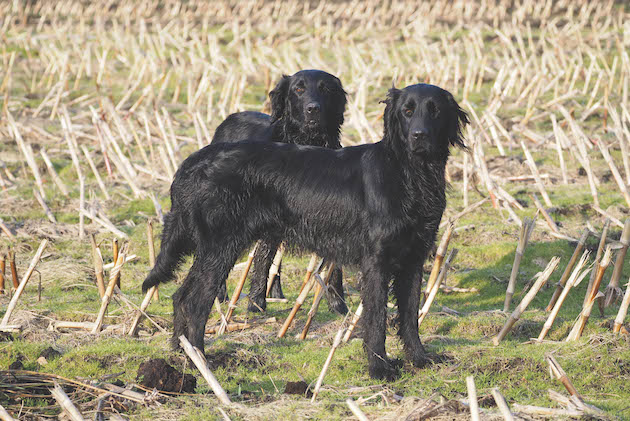 flat coated retrievers