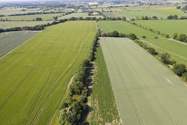 Conservation cover crops 