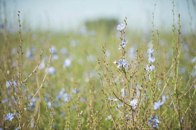 perennial cover crops 