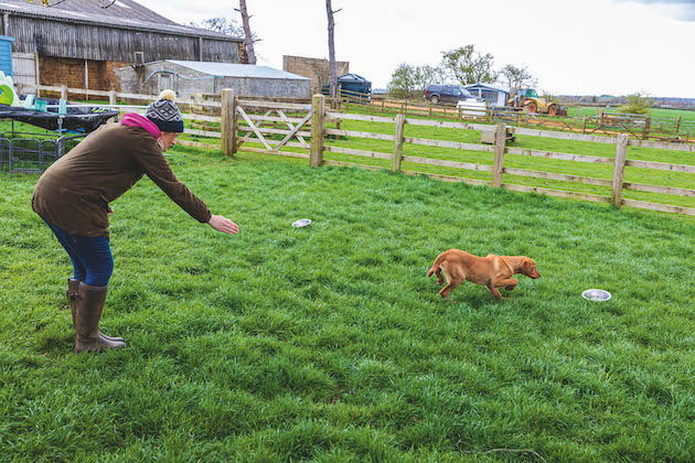 training a gundog to hold a line
