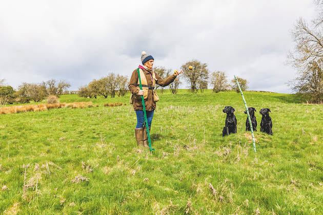 How to train your gundog to hold a line