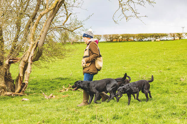Gundogs at heel