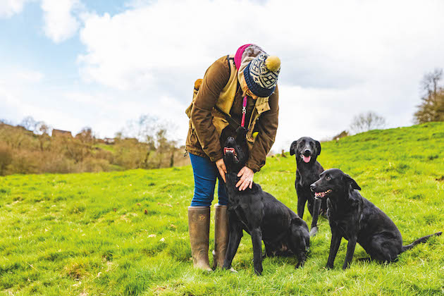training a gundog to hold a line 