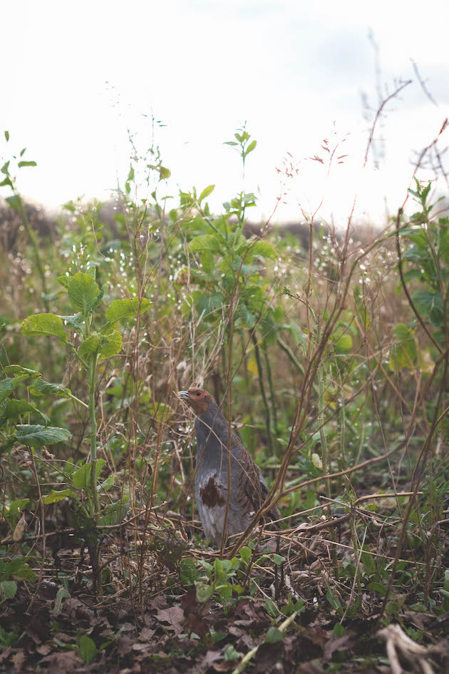 game bird in cover crops