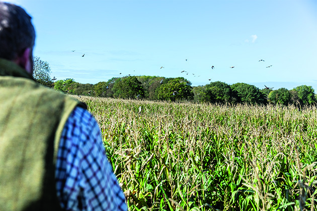 Maize cover crops