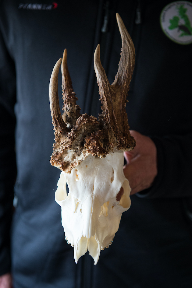 A deformed deer antler