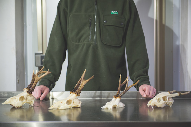 deer heads