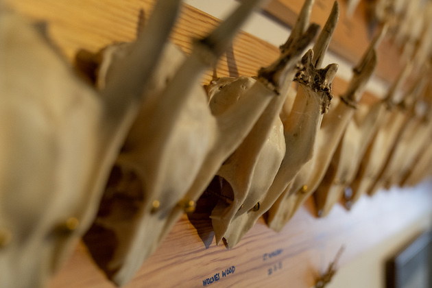 deer heads 