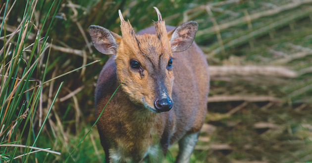 muntjac 