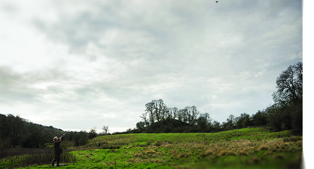 high pheasants