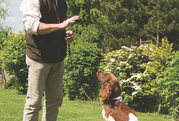 Professional gundog training