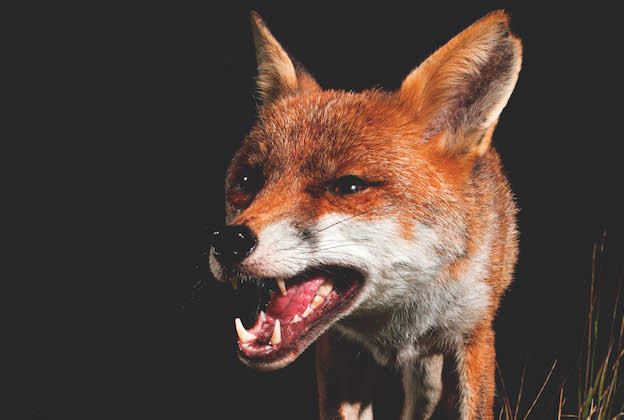 A snarling fox