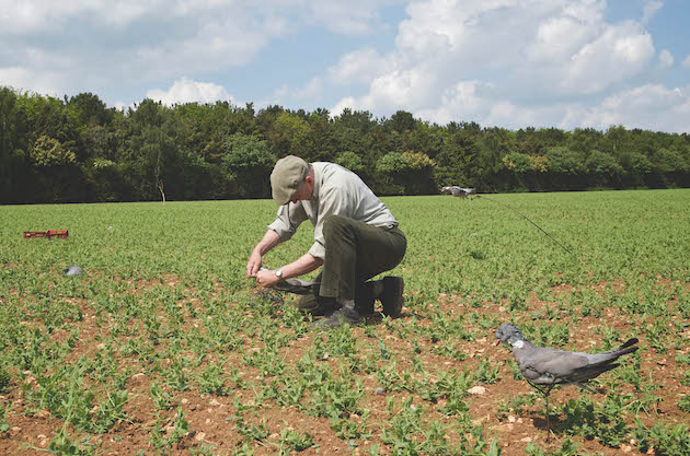 Pigeon shooting decoys 