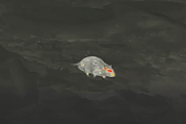 rat seen through heat camera