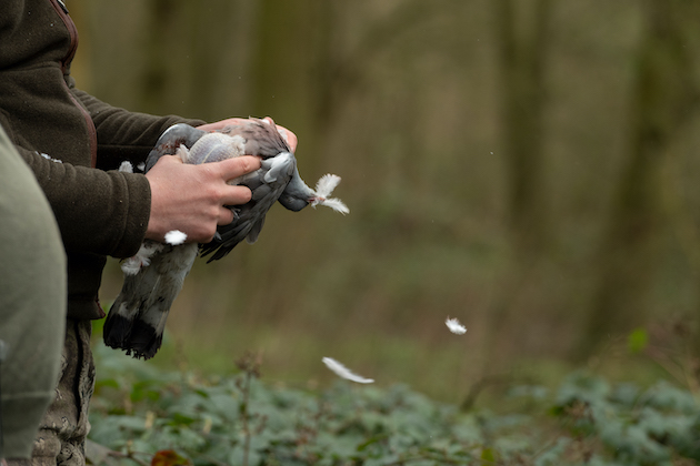 Pigeon shooting 