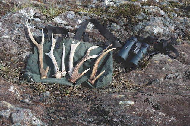 When do deer shed their antlers? Now is a good time to be looking.