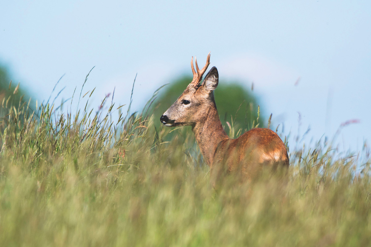 Roe deer 