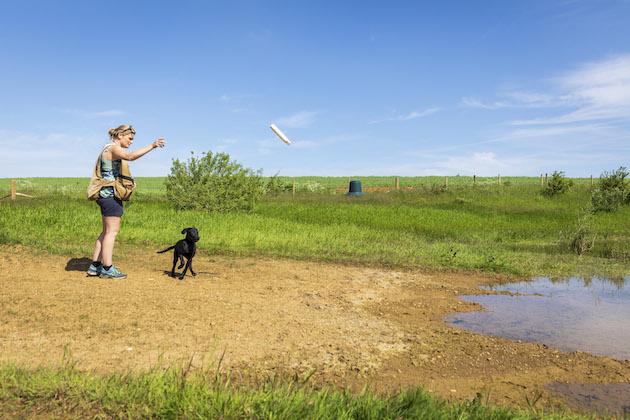 water training gundogs
