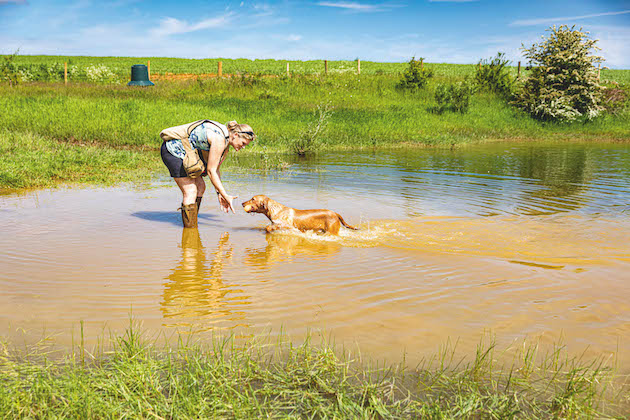 dog water training