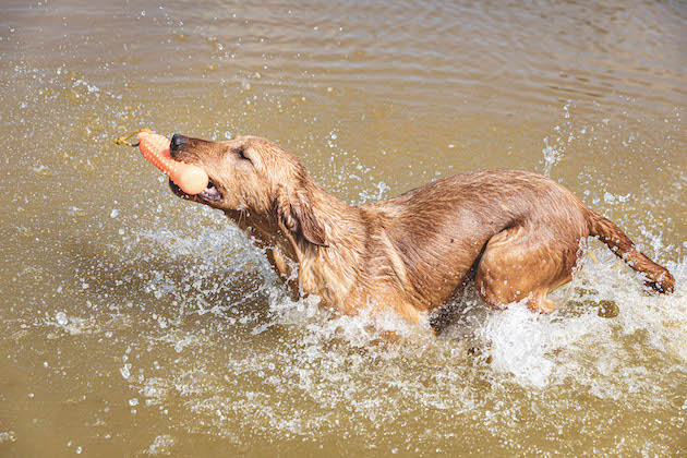Paddling pools for working dogs: a useful way to introduce youngsters to water work