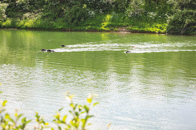 Working dogs swimming