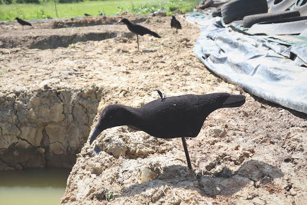 Corvid decoy 