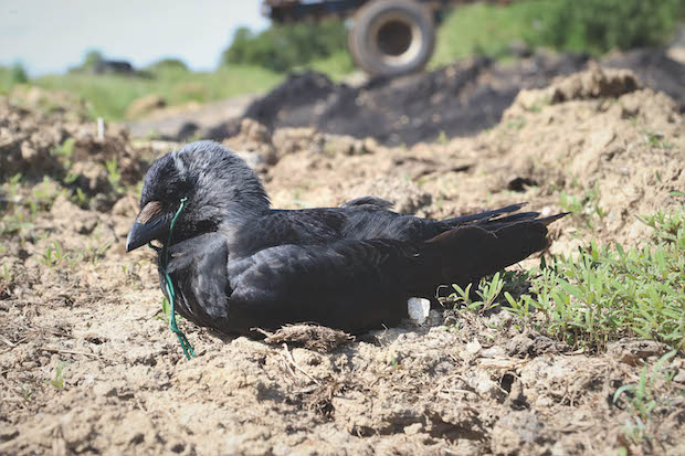 dead corvid