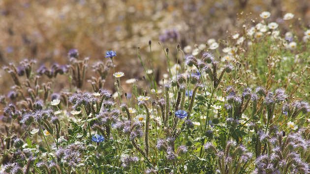 Defra delivers “another shattering blow” with sudden closure of SFI applications