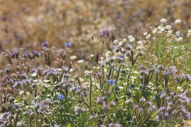 Flowers for Bees Needs Week