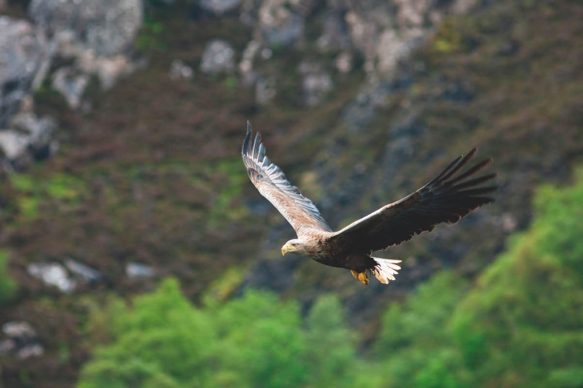 White-tailed eagles