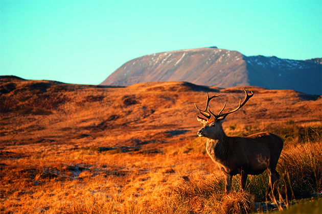 Red stag