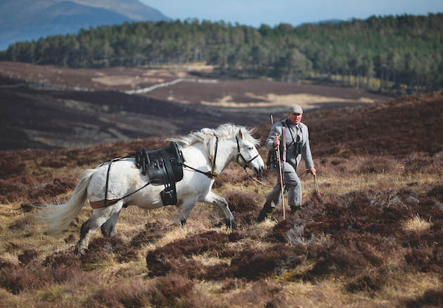 Garron pony
