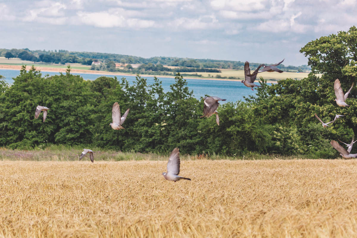 pigeons 