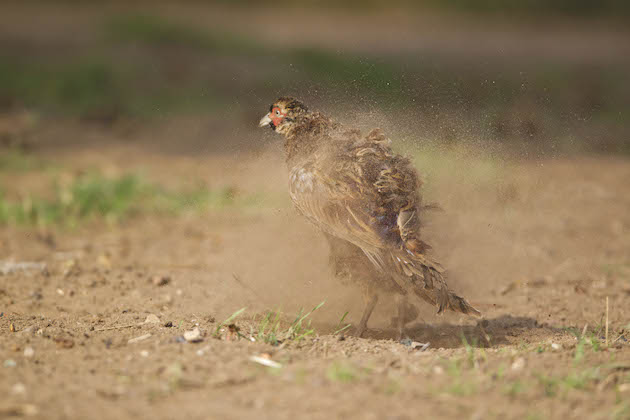 poults