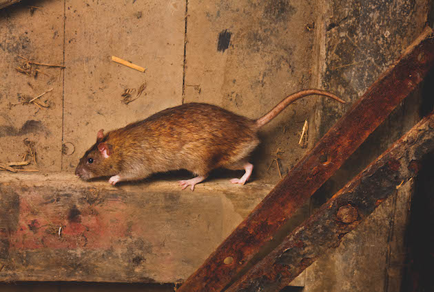 Rat poison resistance &#8211; what can you do on your shoot?