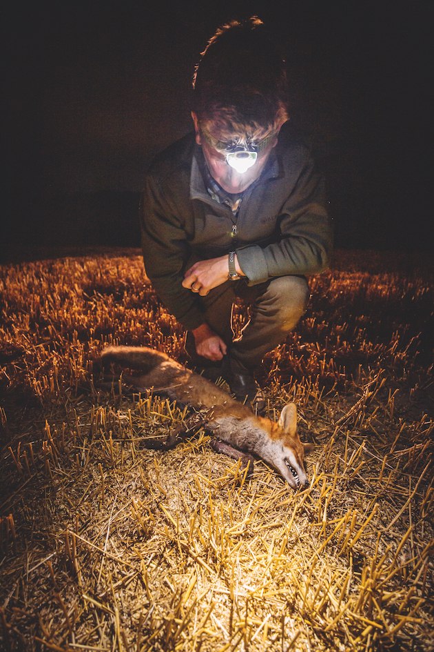 Dead mature dog fox 