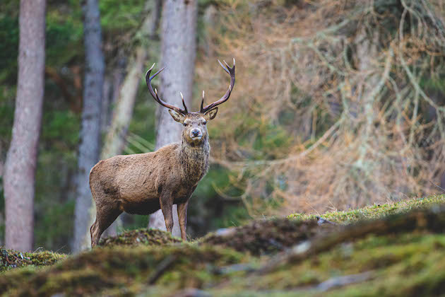 Red stag