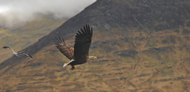 What is rewilding?
