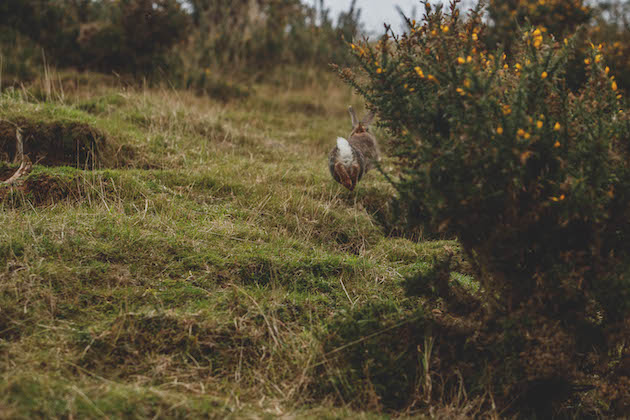 Bolting rabbit 