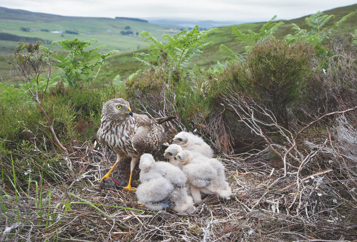 Gamekeepers who flout the law are playing into the hands of politicians