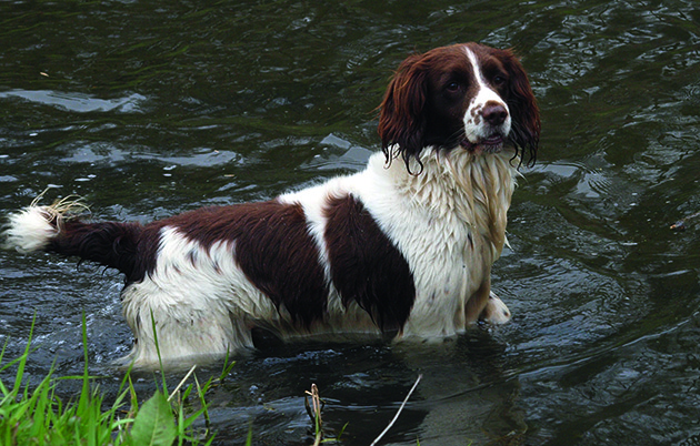 How to keep your gundog safe on a shoot
