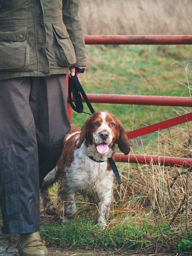 keep your gundog safe 