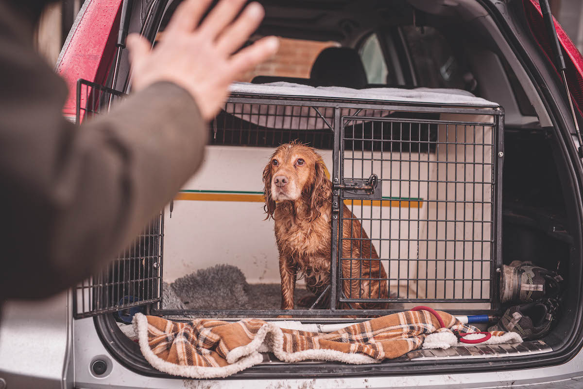 Teaching a dog manners : this is the training you need to do