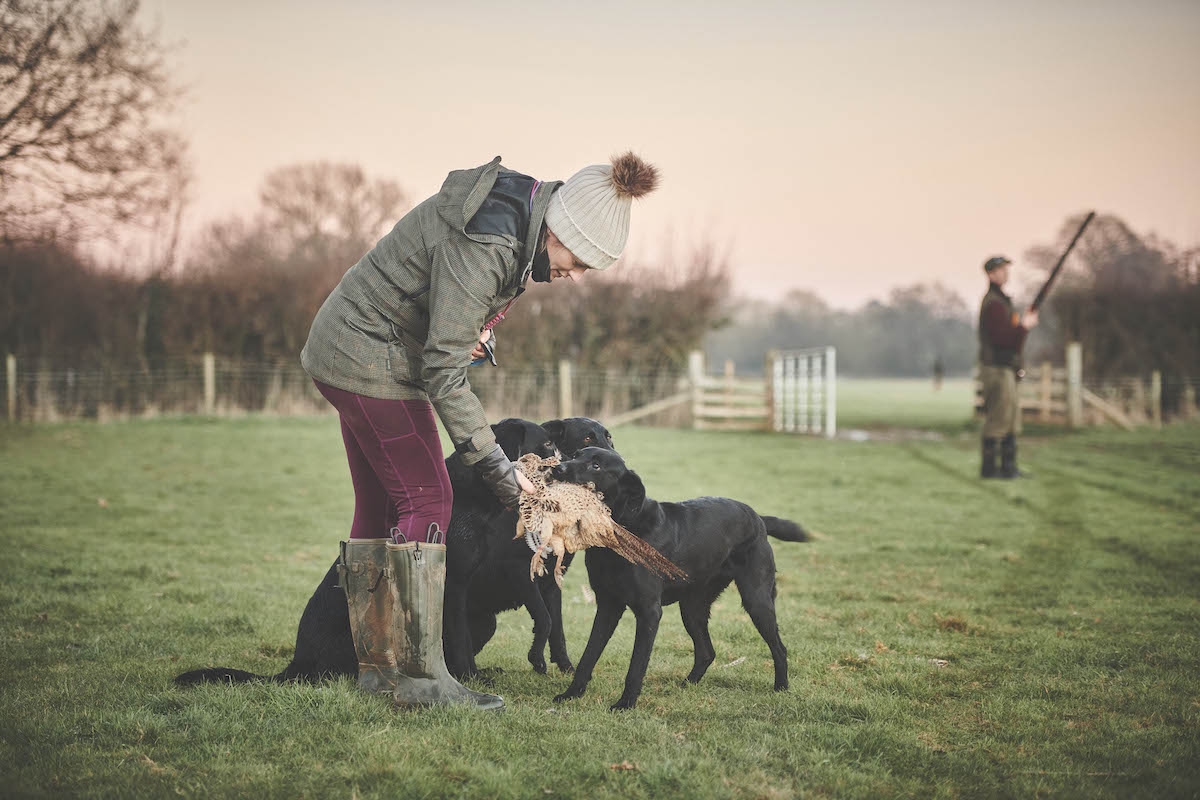 gundog training