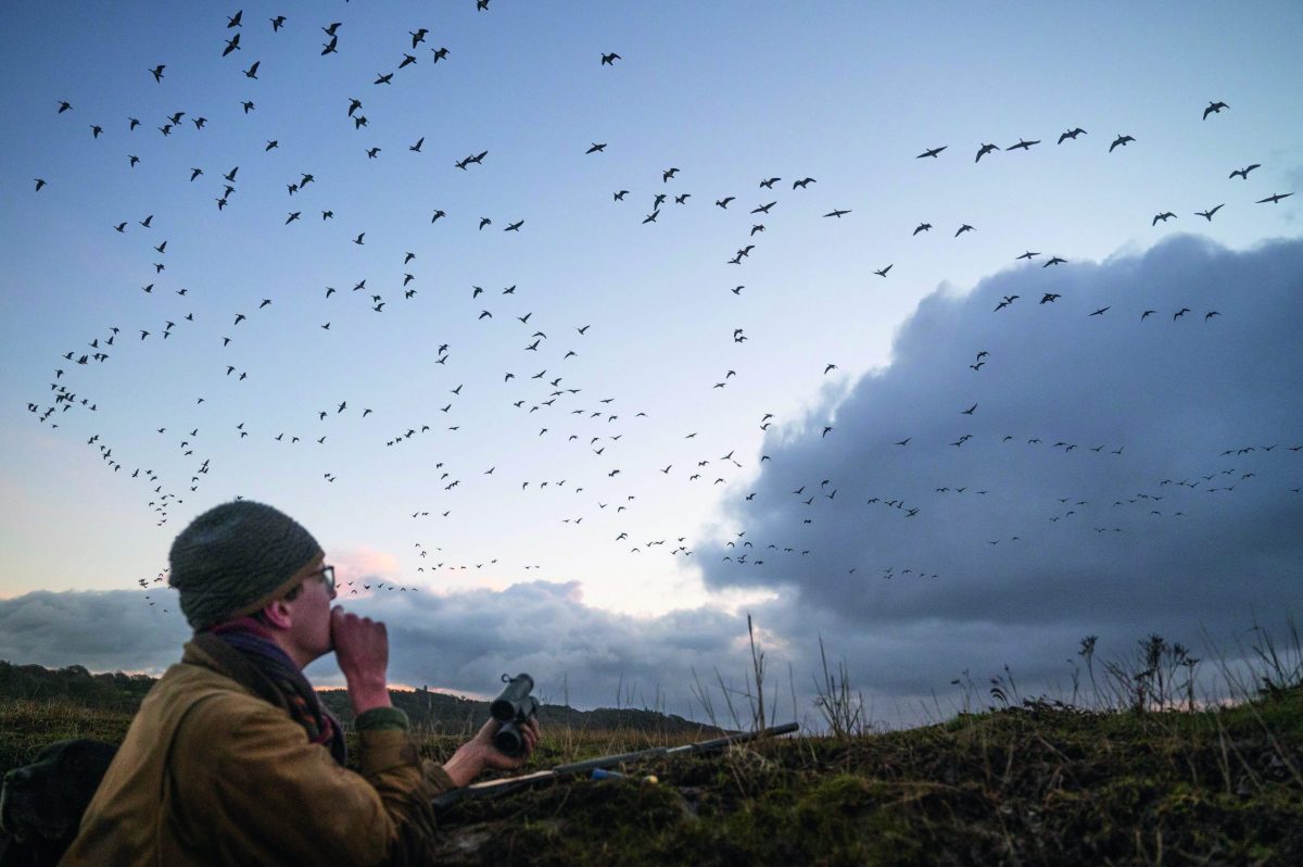 Identifying animals and birds is not always a simple matter &#8211; as the Berlin lion scare showed