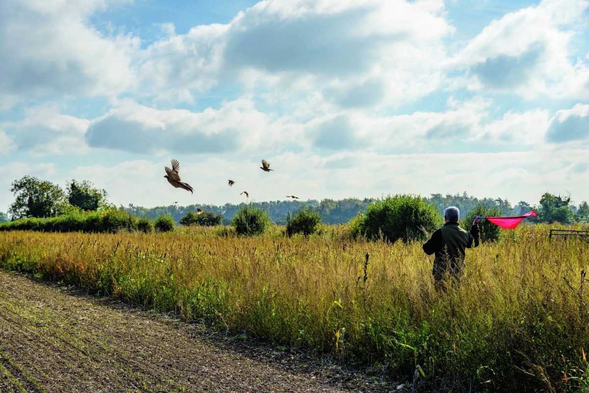The history of Britain&#8217;s game crops