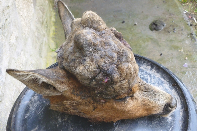 Perruque head on doe