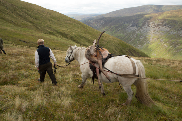 Working with a garron &#8211; the Highland pony